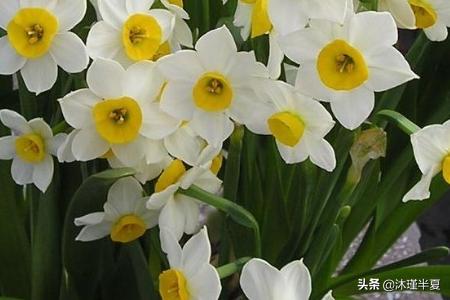 所有鲜花的花语加图片（所有鲜花的花语所有鲜花的）