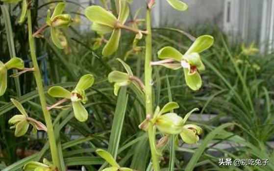 世上最美的兰花照片(最美的兰花图)