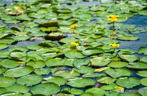 水中植物有哪些(水中生长的植物有哪些)